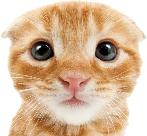 Удивлённый рыжий котёнок