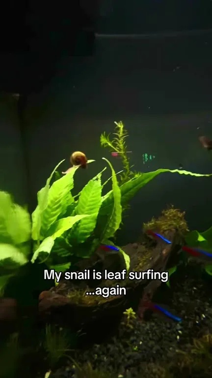 Snail Goes Leaf Surfing Again