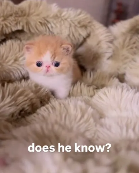 Does He Know Kitten