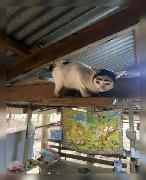 Кот с человеческим лицом на крыше