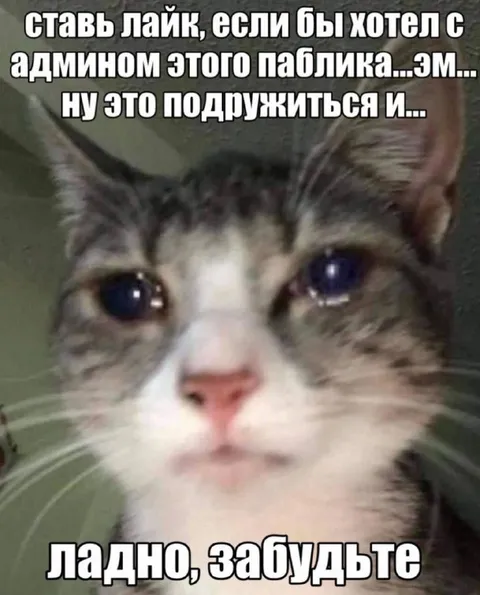 Кот передумал дружить с админом