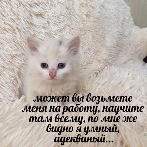 Умный котик ищет работу