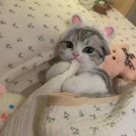 Котёнок в пелёнках