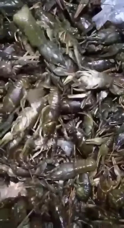 Среди раков вдруг синяя