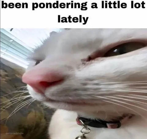Cat Has Been Pondering