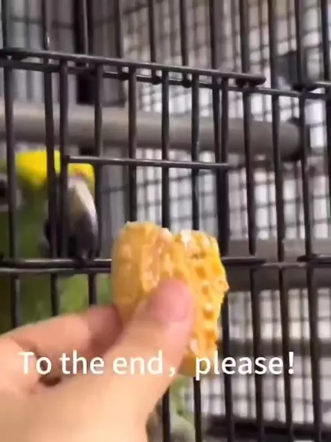 Parrot Finishes the Snack