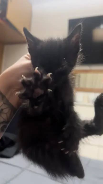 Котёнок с когтями демона