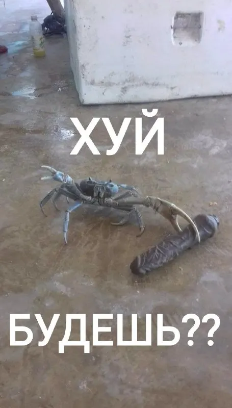 Хуй будешь??