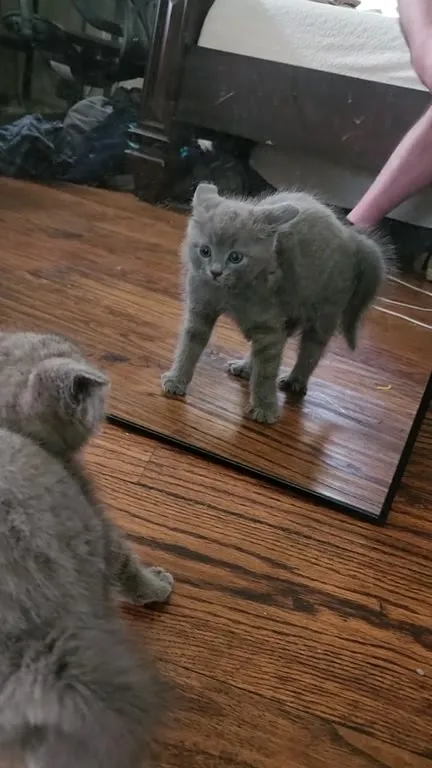 Котёнок встречает своего двойника