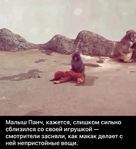 Макак и непристойная игрушка