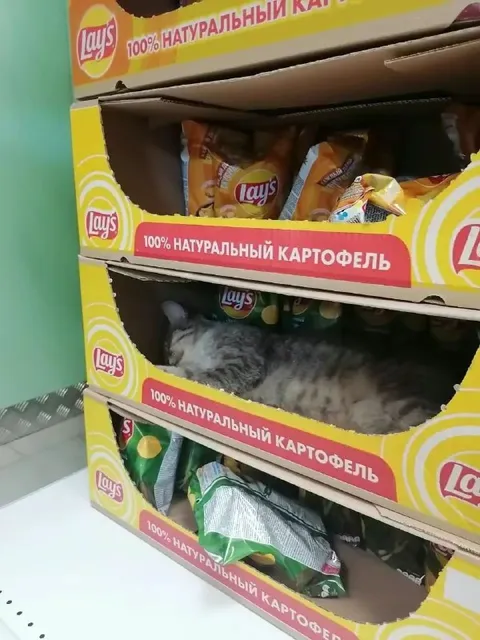 Кот среди натурального картофеля