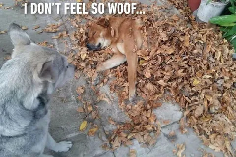 I Don't Feel So Woof