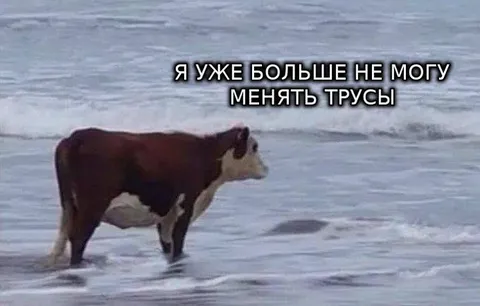 Корова не может сменить трусы