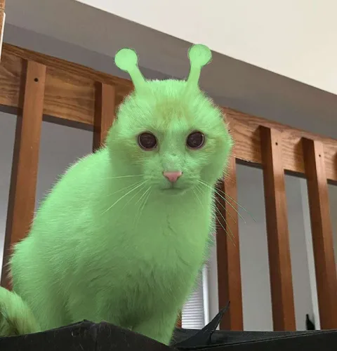 Зелёный кот-инопланетянин