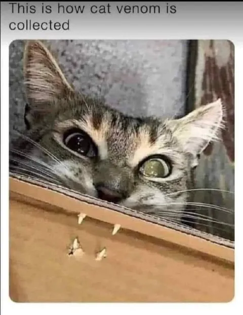 How Cat Venom Is Collected