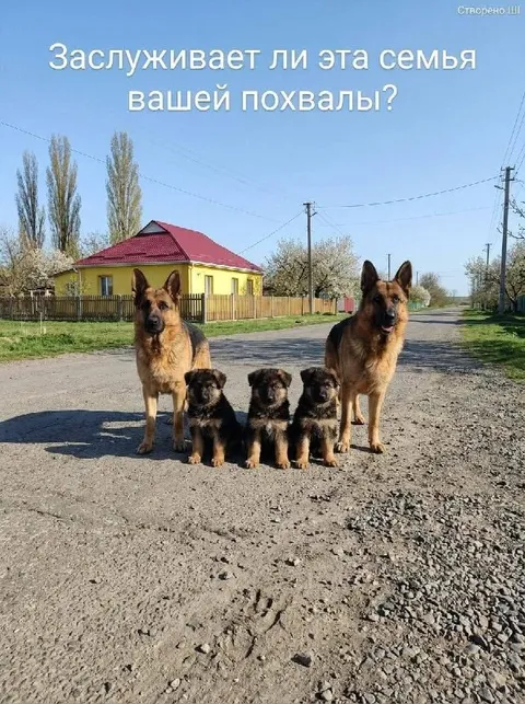 Семья немецких овчарок