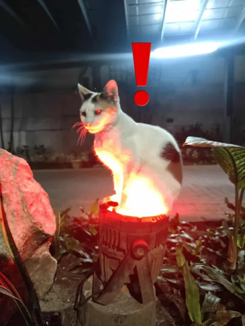 Кот на огненном фонаре