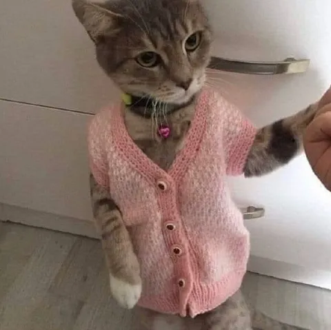 Котёнок в розовой кофточке