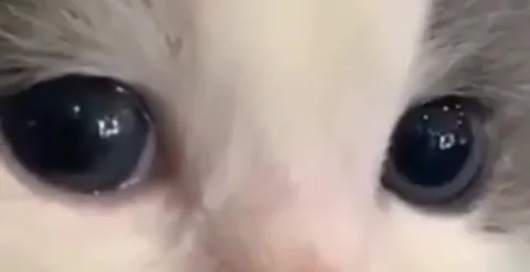 Котёнок смотрит в душу