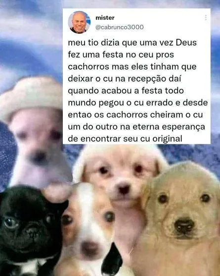 Cachorros cheirando o cu errado