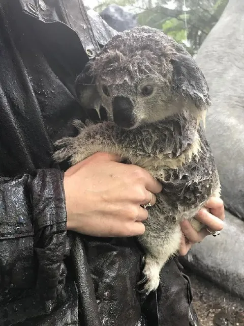 Коала в объятиях спасателя