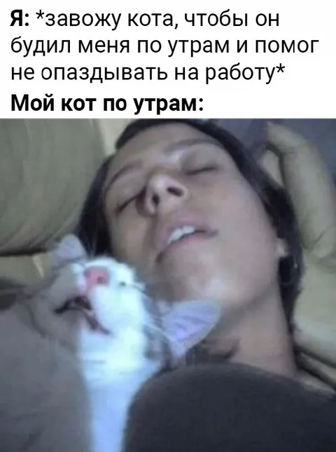 Кот будит хозяина по утрам