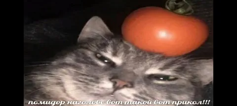 Помидор какого цвета