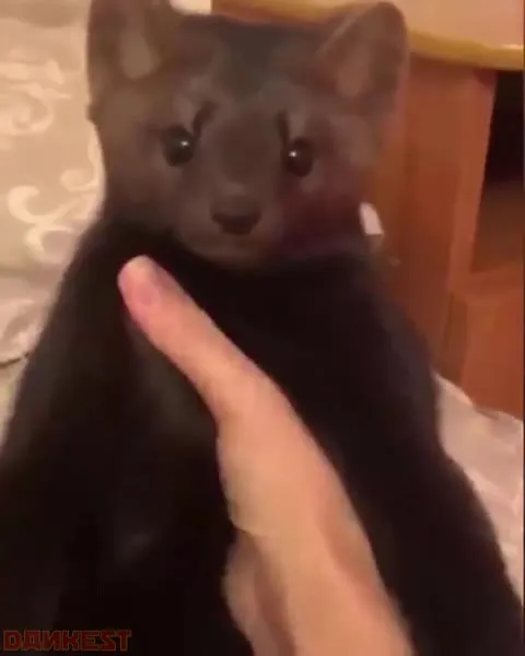 Котик не выдержал звонка