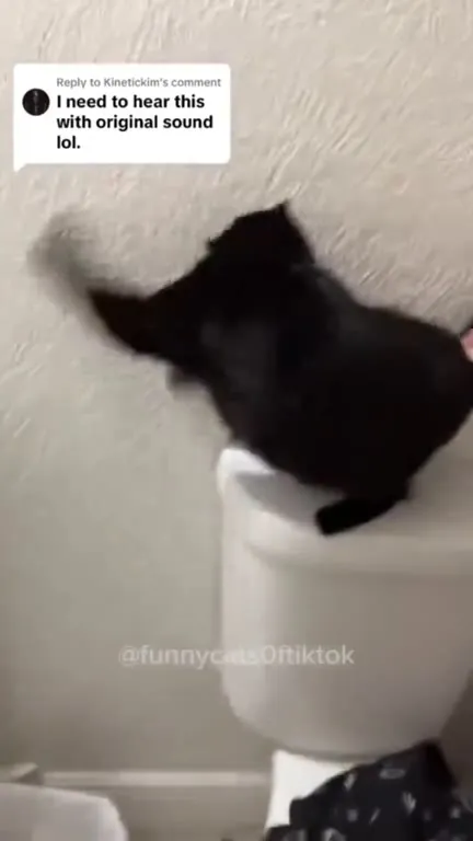 Black Cats Losing Control