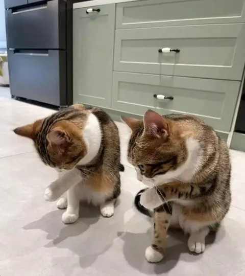 Коты повторяют движения