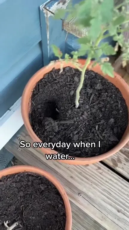 Well Hello Under the Soil
