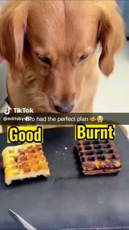Dog's Perfect Waffle Plan