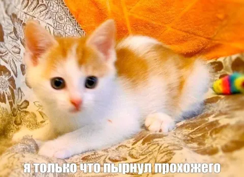 Котёнок пёрнул прохожего