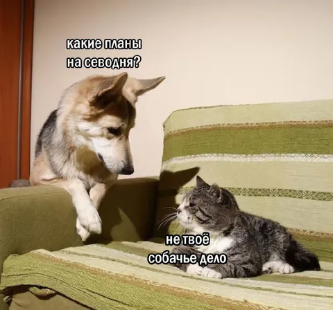 Не твоё собачье дело