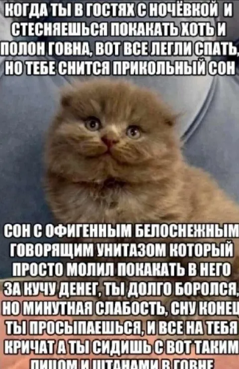 Сон про говорящий унитаз