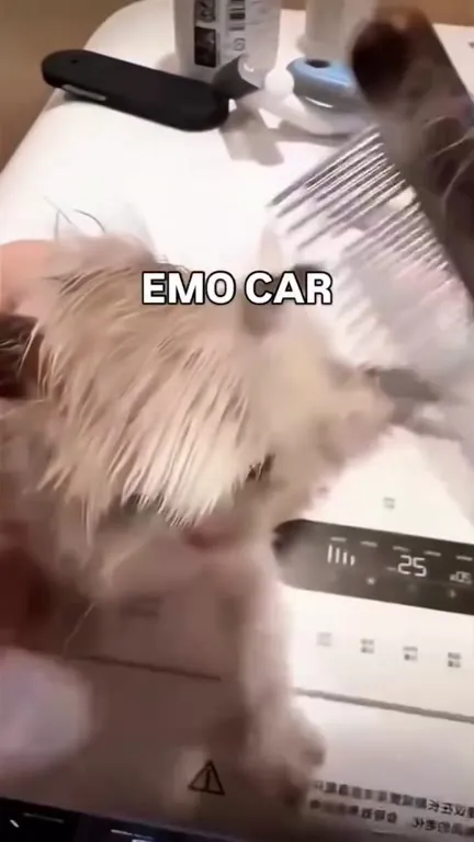 Emo Cat Gets Groomed