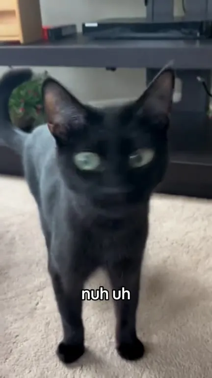 Black Cat Says Nuh Uh