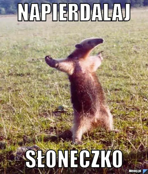 Napierdalaj słoneczko