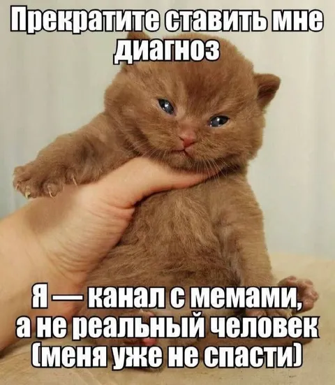 Котёнок с диагнозом мемов