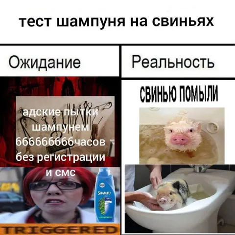 Тест шампуня на свиньях