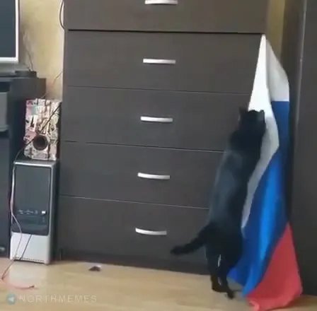 Кот расправляет российский флаг