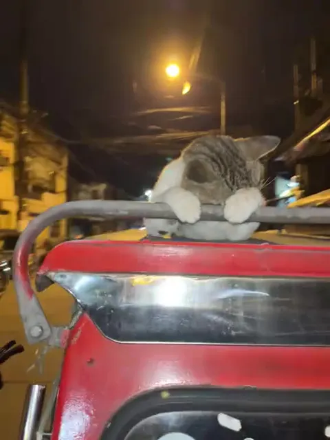 Кот едет под гитару