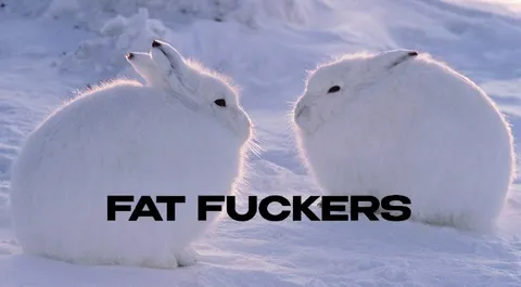 Fat Fuckers Snow Rabbits