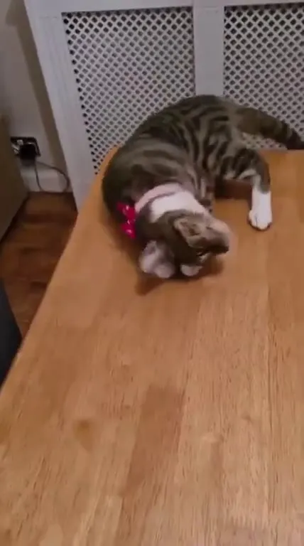 Кот не удержался на столе