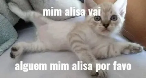 Gatinho pedindo carinho