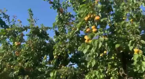 Когда урожай всё объясняет