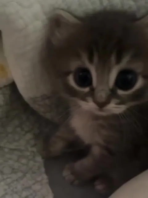 Котёнок смотрит и смущается