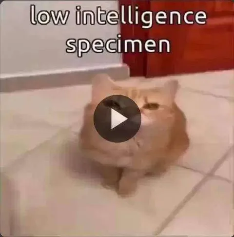Low Intelligence Specimen Cat