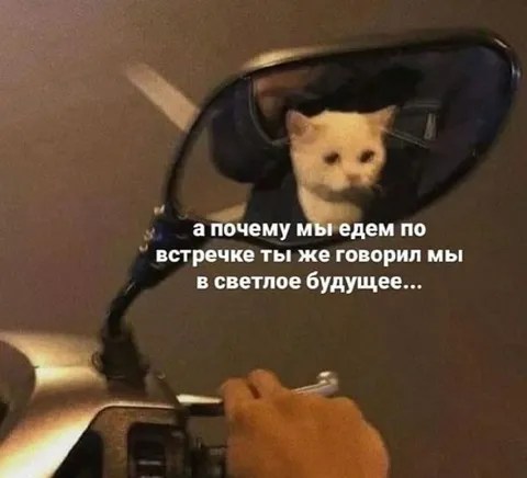 Кот едет в светлое будущее