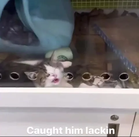 Caught Him Lackin Cat
